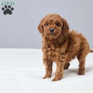 Chandra, Miniature Poodle Puppy